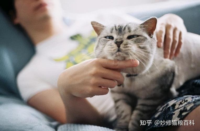 女生想养猫怎么回答？（如何劝养猫）