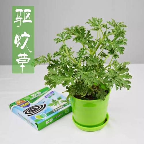 植物驱蚊最佳方法？（养猫睡花园）