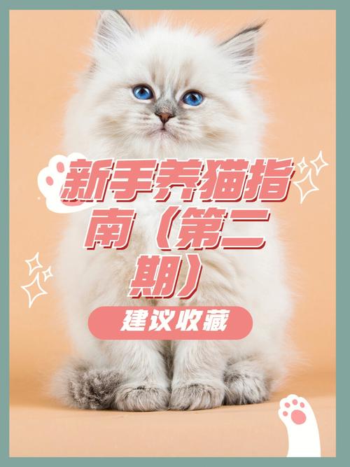 oppo手机怎么养猫？（鼠女养猫）