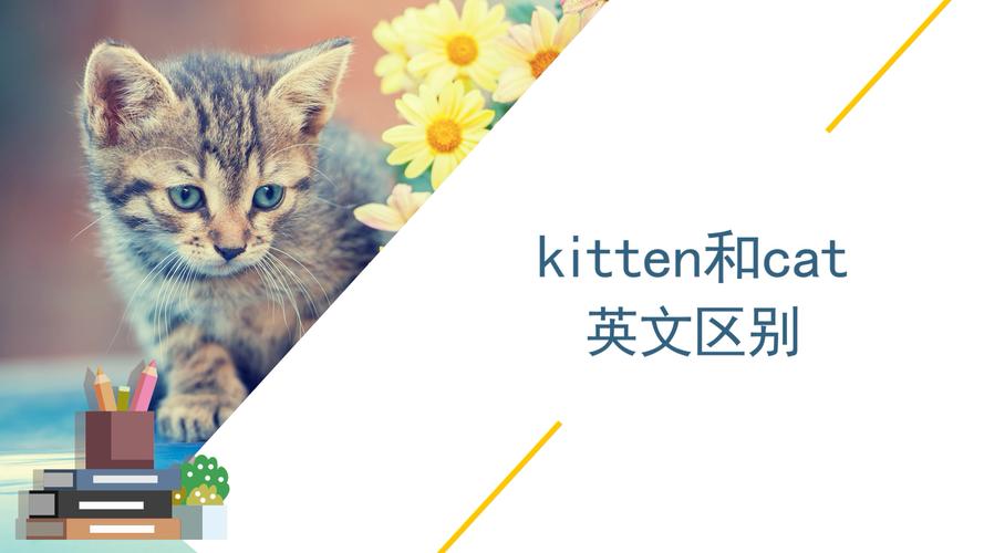 kitten与的区别cat？（养猫要单数）