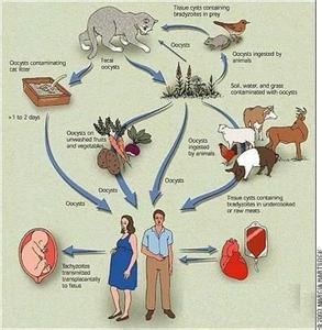 养猫，受猫身上弓形虫感染的几率有多大？（养猫率最高）
