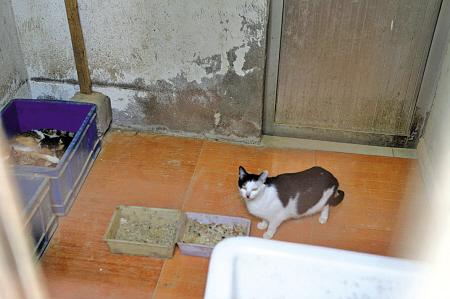 邻居楼道养猫臭味太大怎么投诉？（小区楼道养猫）