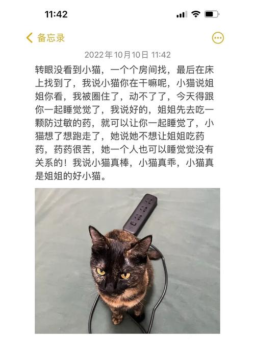 90后养猫的真实感悟？（养猫人闲聊）