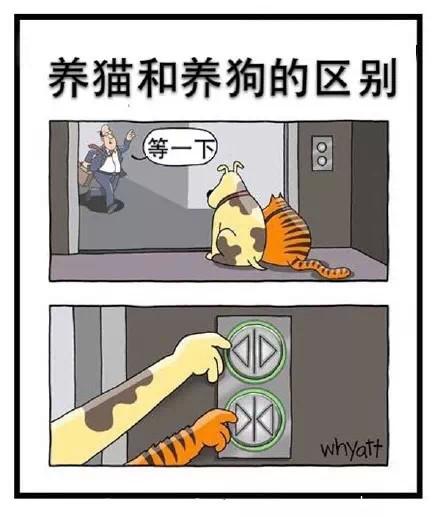 邻居养狗养猫扰民咋办？（养猫的邻居）