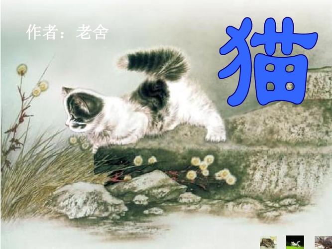 老舍的猫的意思？（老舍小妹养猫）