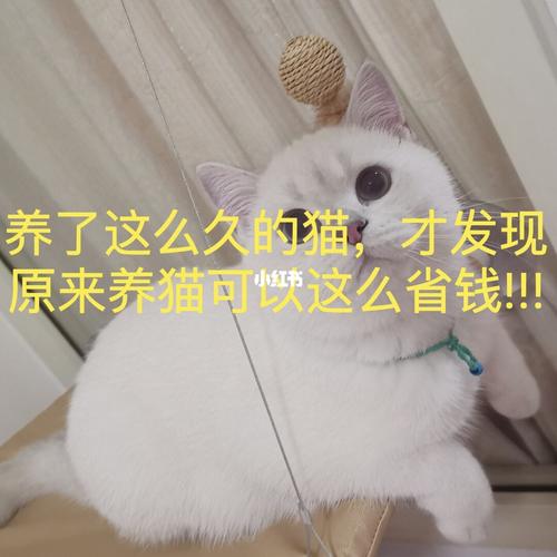 为什么说养猫烧钱？（养猫多费钱）