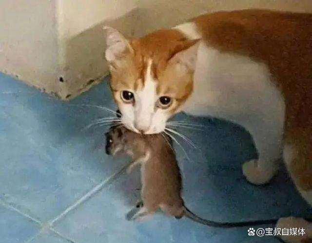 一养猫老鼠就走了吗？（养老鼠养猫）