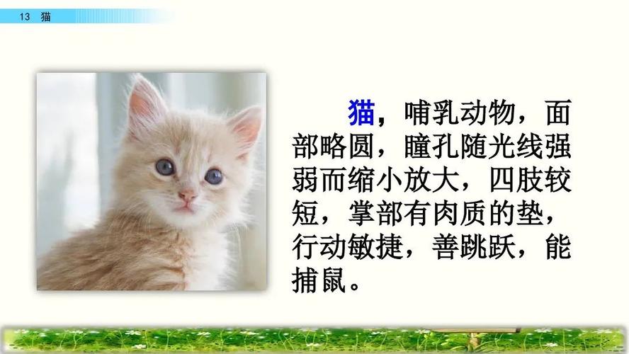 十三课的猫的特点是什么？（养猫的十三）