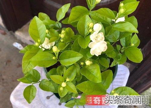 养猫能养茉莉吗？（养猫和茉莉）