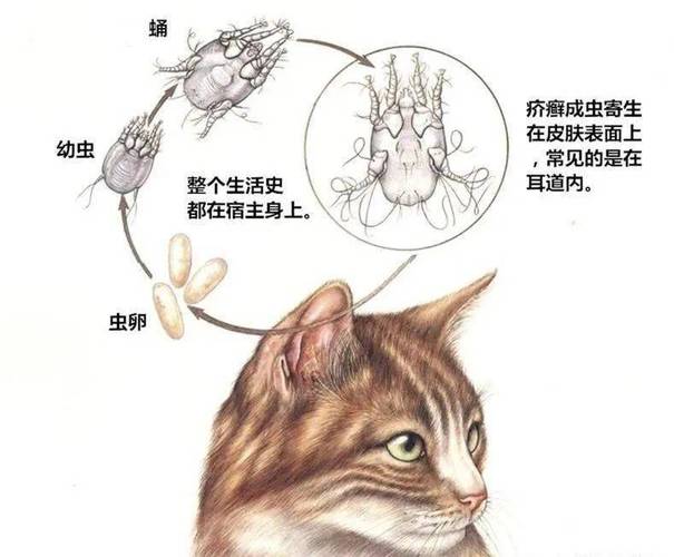 养猫会感染寄生虫吗？（养猫首知）