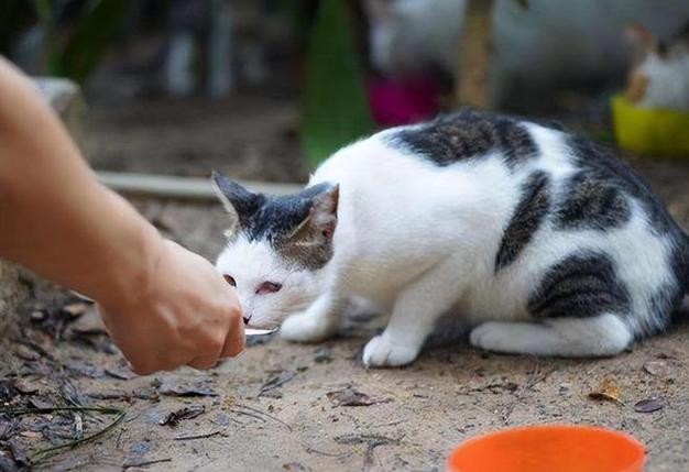 2个月的小猫玩的疯癫了抓人乱窜，乱扑，感觉好凶怎么回事？跪求样小猫心得？（养猫全家疯了）