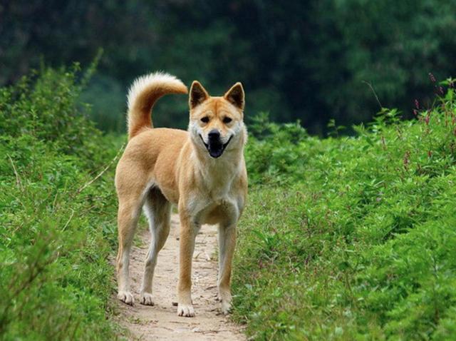 田园犬为什么不能遛弯？（养狗遛弯）