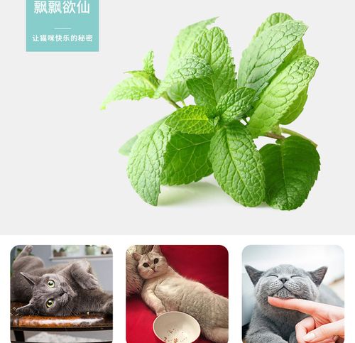 猫薄荷正确使用方法？（养猫猫薄荷）