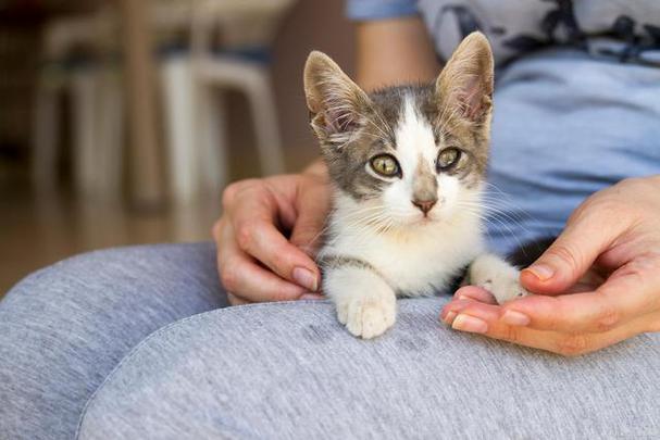 室内养猫的危害？（关于室内养猫）