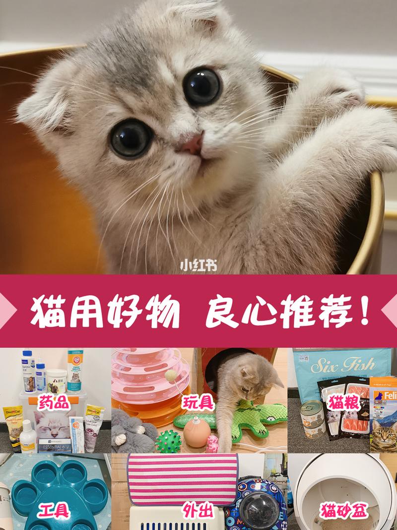 新手养猫买的必要东西？（猫养猫必备）