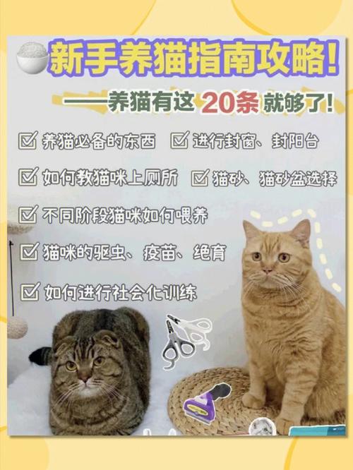 新手一开始怎么养猫？（新手在养猫）