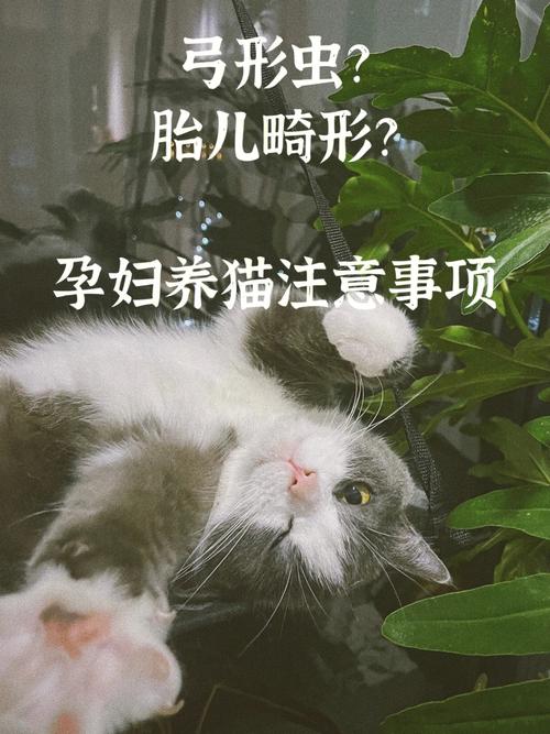 怀孕如何正确养猫？（准妈妈养猫）