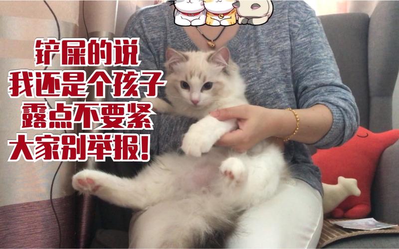 穷人怎么养猫？（阿钱养猫）