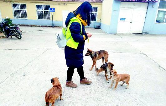 武汉汉阳敬犬基地在什么地方？（小巷养狗）