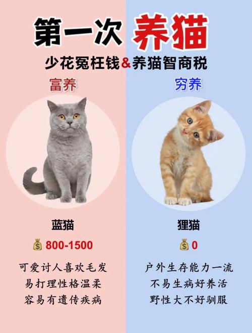 养猫攻略？（养猫小宠物）