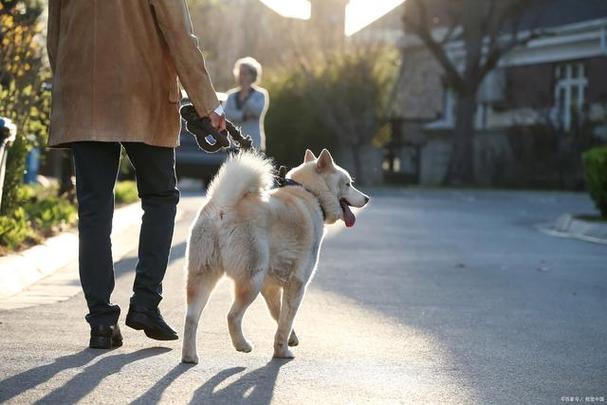 犬养平斋是什么意思？（养狗疯子）