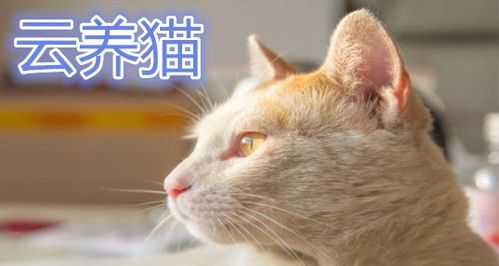 云养猫什么意思？（云养猫成因）