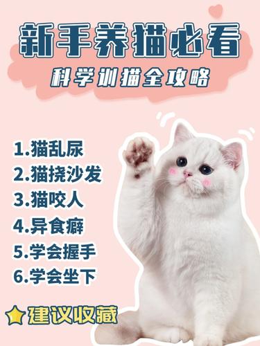 养猫教程？（养猫课程视频）