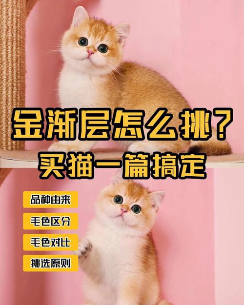 金渐层养猫指南？（养猫小指南）