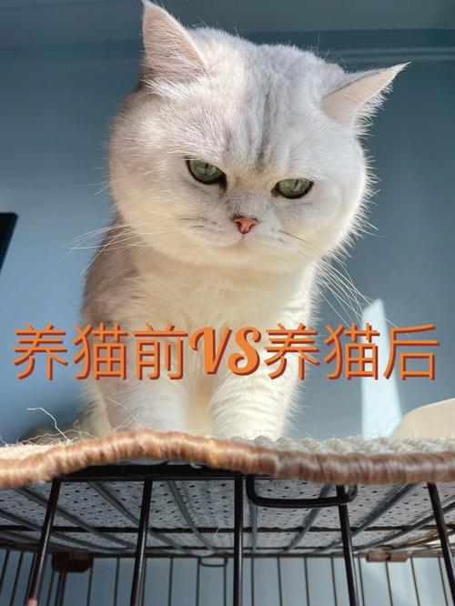 长期养猫的5大变化？（养猫前紧张）