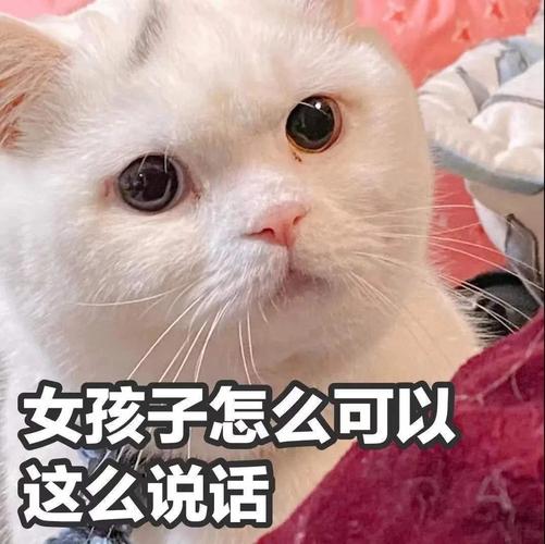 女生说猫咪可爱怎么回复？（家养猫可爱）