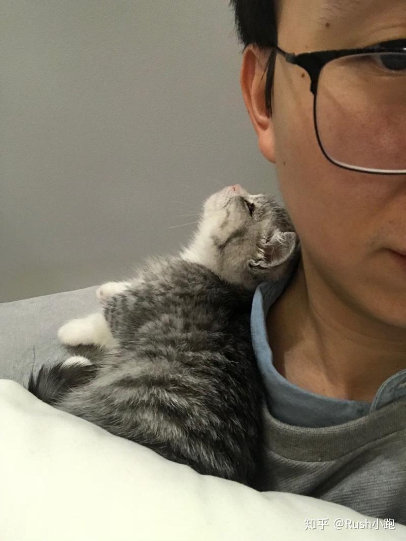 为什么有些男生会喜欢养猫？（男养猫咪）