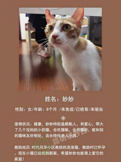 2023年孤儿领养通知？（领养猫公告）