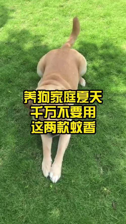 养狗的房间可以点蚊香吗？（养狗灭虫）