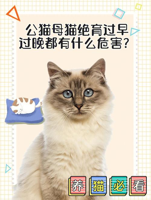 猫咪绝育有危险？（养猫太危险）