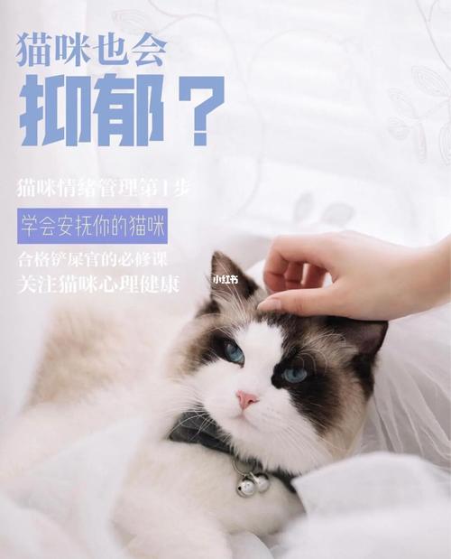 养猫效应？（郁抑症养猫）