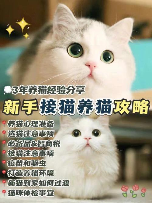 养猫小知识之如何养育小猫咪？（私自养猫）