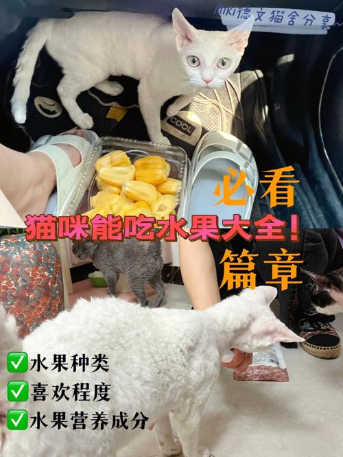 小猫吃什么？（养猫种水果）