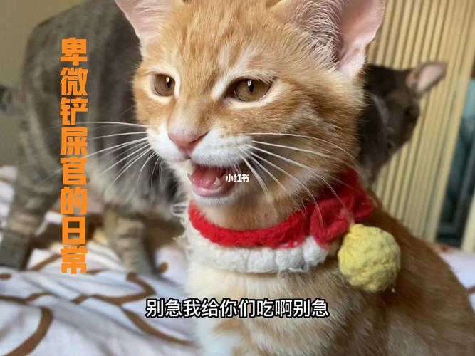 吃猫一词是谁先说的？（养猫的人又称）