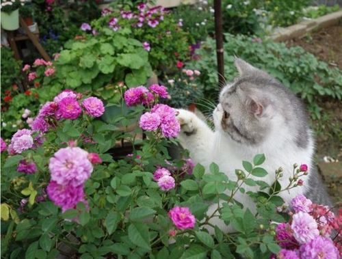 猫菇花是什么？（养猫的小花）