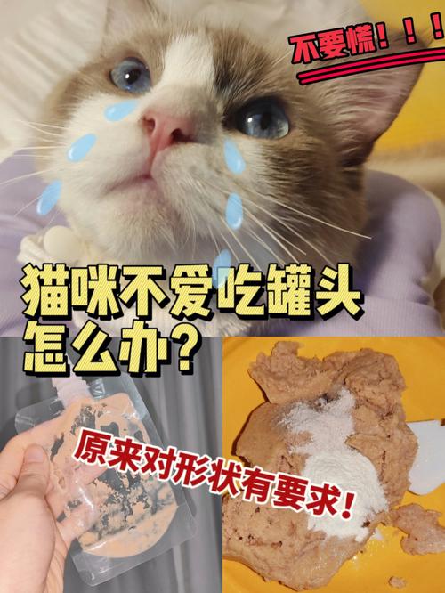 成猫只吃罐头可以吗，猫咪只吃罐头不吃猫粮？（家养猫吃饭）