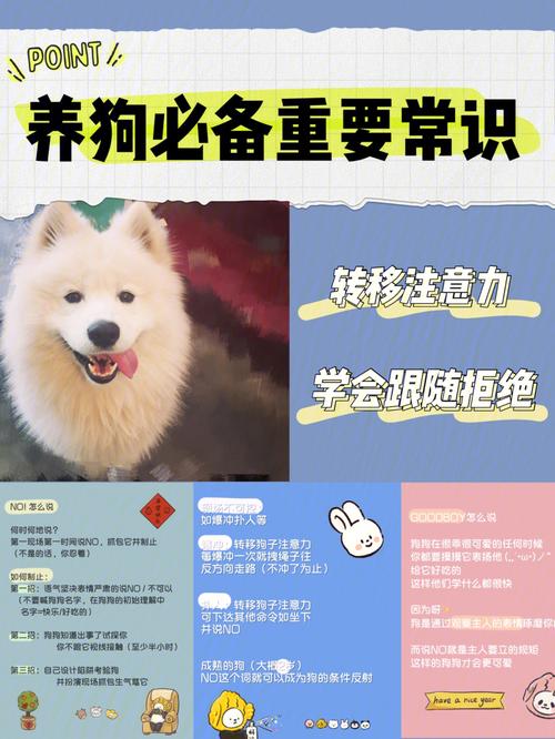 怎么养狗新手入门？（养狗初学）