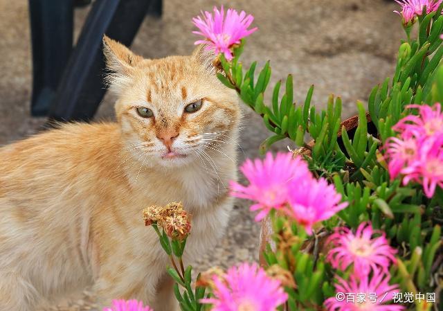 家里养猫可以种什么花？（养猫有花）