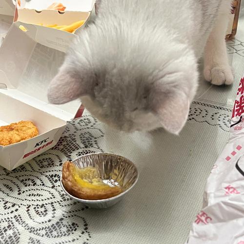 家养的猫吃什么食物？（各种家养猫）