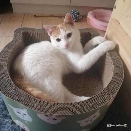 有猫进家讨食什么寓意？（最穷的养猫）