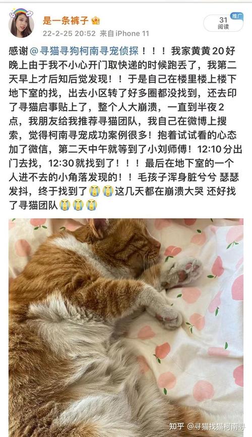 找猫团队靠谱吗？（柯南养猫咪）