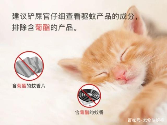 养猫可以点驱蚊液吗？（过敏针养猫）