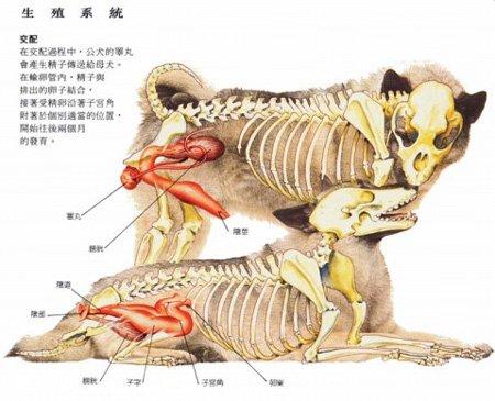 狗是有性生殖还是无性生殖？（个体养狗）