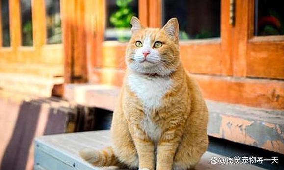 为什么很多人没钱还养猫？（养猫花费小）