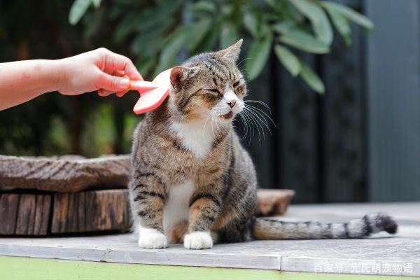 在家怎么养猫？（怎嘛养猫）