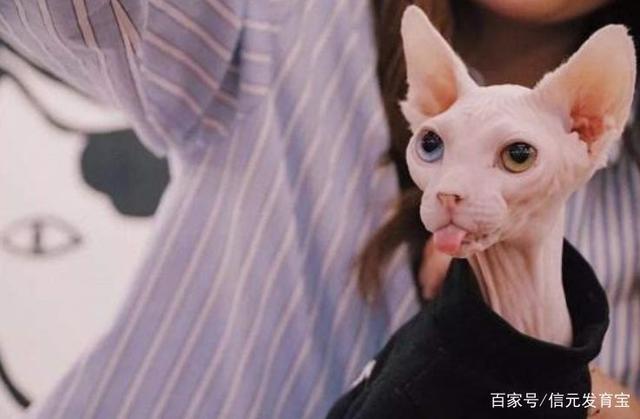 为什么说养无毛猫穷三代？（穷养猫形式）